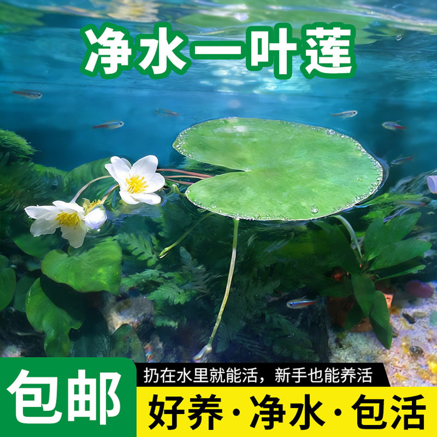 迷你一叶莲水培植物懒人鱼缸造景浮萍净化水质浮萍碗莲水莲水草