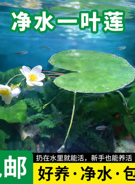 迷你一叶莲水培植物懒人鱼缸造景浮萍净化水质浮萍碗莲水莲水草