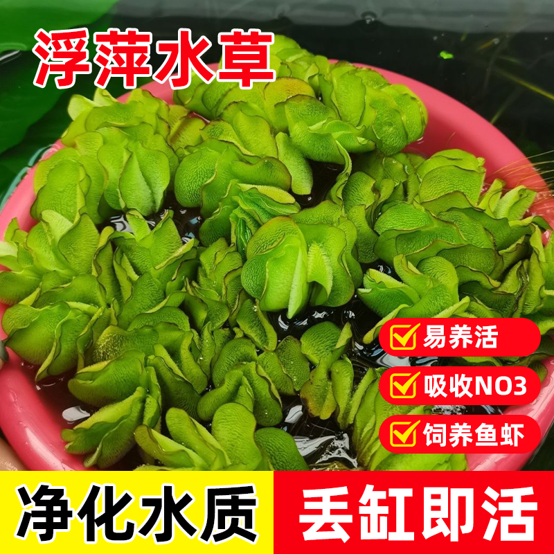 圆心萍浮萍一叶莲水芙蓉水草植物净化水质水培绿植鱼龟缸造景增氧