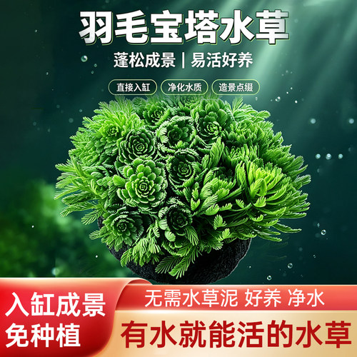 水培宝塔羽毛坨草净水养鱼缸造景