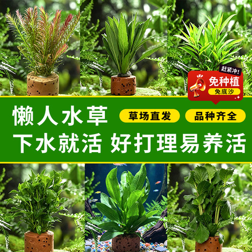水罗兰坨草鱼缸造景水草植物绿植