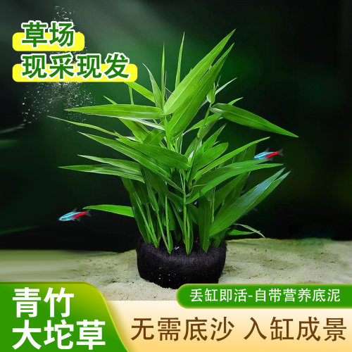 南美青竹陀草鱼缸造景增氧水草