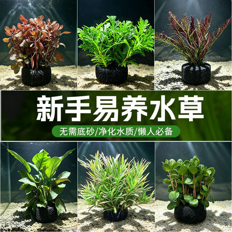红灯坨水草懒人易养净水鱼缸造景图片
