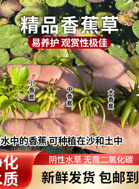 水培植物香蕉草浮叶植物阴性植物懒人鱼缸造景水培净化水质养鱼