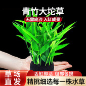 南美青竹陀草新手养鱼水草阴性草鱼缸草缸懒人造景好养活