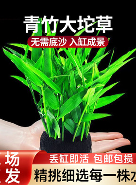 南美青竹陀草新手懒人养鱼增氧水草阴性草鱼缸专用草缸造景免打理