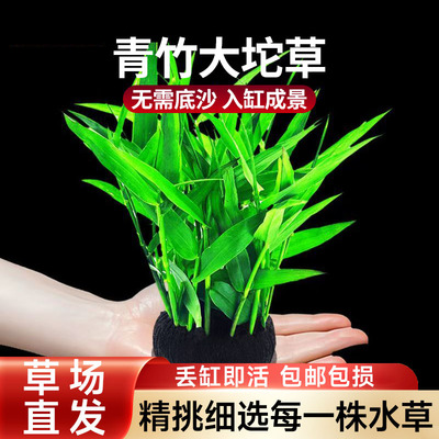 南美青竹陀草新手养鱼水草阴性草鱼缸草缸懒人造景好养活