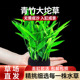南美青竹陀草新手养鱼水草阴性草鱼缸草缸懒人造景好养活