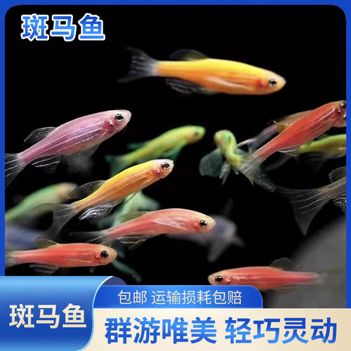 热带观赏七彩斑马鱼活体好养