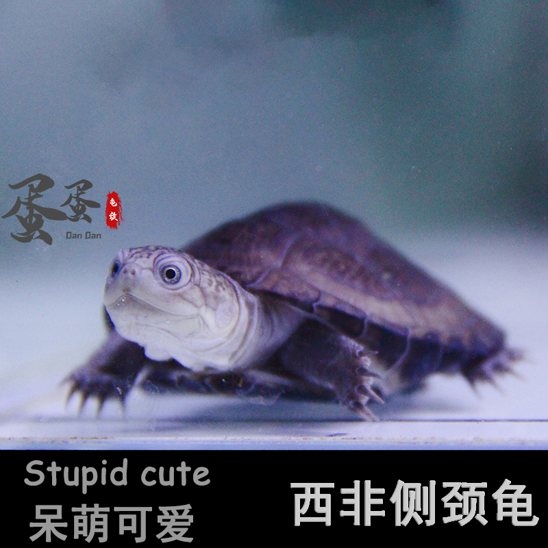 万骞归 西非侧颈龟苗沼泽深水宠物观赏龟蛋龟长颈龟乌龟热带龟