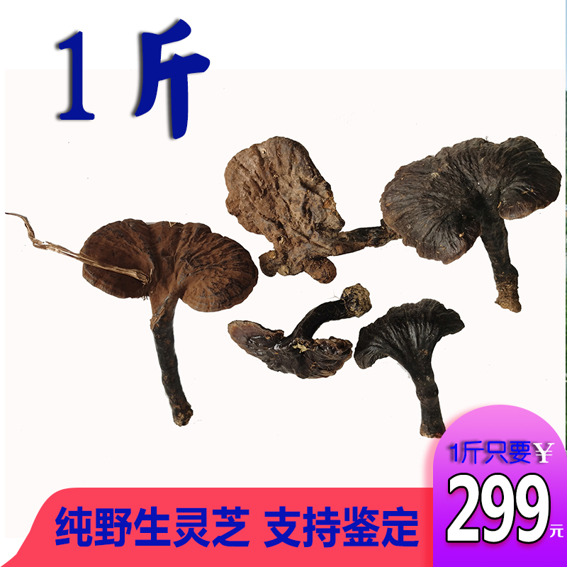 整支广西1斤可切片打粉野生灵芝