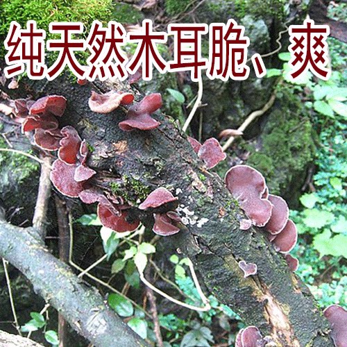 广西木耳正宗250G干货
