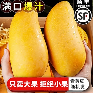 海南三亚金煌芒果树上熟大果礼盒水仙芒2026新品时令水果顺丰