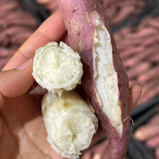 海南沙地地瓜白心番薯五里香2025年新鲜农家自产三角宁香甜软糯