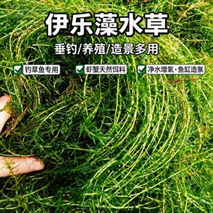 伊乐藻水草小龙虾螃蟹养殖专用水草鱼可吃净化水的草鱼缸水草植物