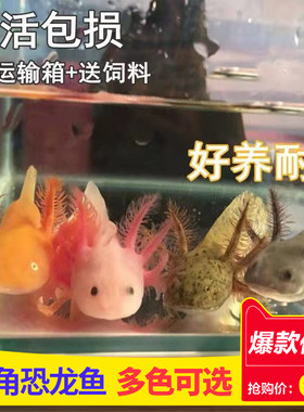 六角恐龙鱼蝾螈观赏鱼冷水鱼淡水
