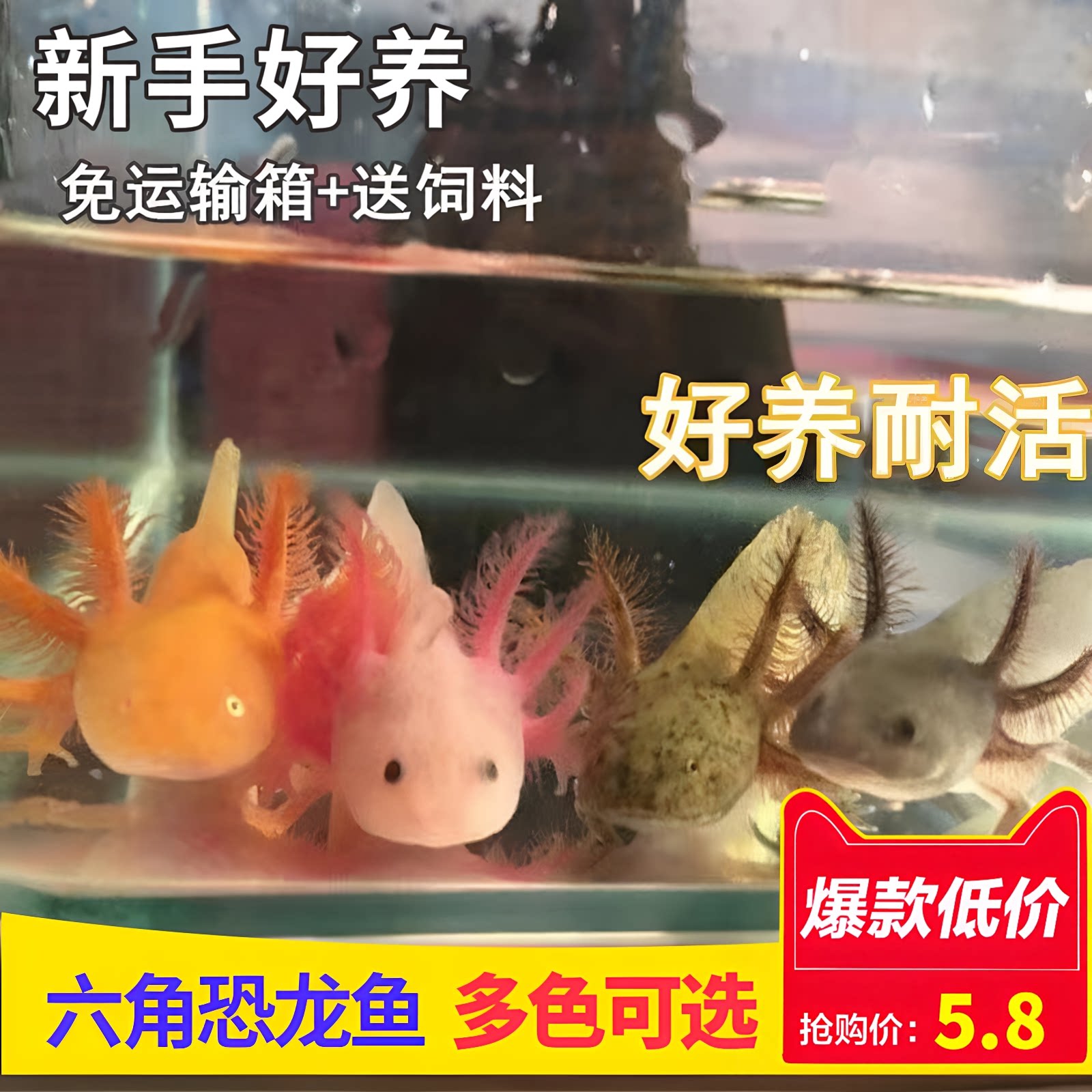 淡水冷水鱼六角恐龙鱼蝾螈观赏鱼金鱼宠物鱼苗锦鲤鱼水族宠物鱼