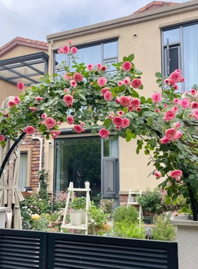 欧式铁艺庭院门拱门别墅拱门花架爬藤架庭院拱型门别墅门垛拱门架