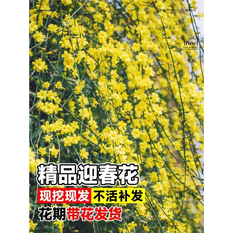 迎春花树苗庭院探春花盆栽高产连翘攀援爬藤垂吊类花卉园林绿化苗