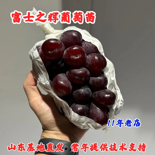 新品种嫁接富士之辉葡萄苗脆甜无籽黑色阳光玫瑰葡萄树苖当年结果
