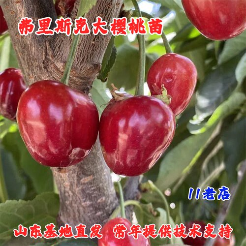 新品种Frisco弗里斯科大樱桃树苗早熟弗里斯克车厘子苗南北方种植