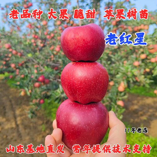 耐寒老品种红星苹果树苗盆栽地栽特大红香蕉粉面苹果苗南北方种植