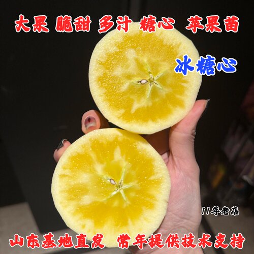 特大云南昭通丑苹果树苗矮化盆栽庭院地栽嫁接大凉山冰糖心苹果苗