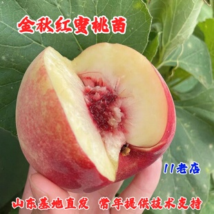 特大桃树果苗嫁接金秋红蜜桃树苗晚熟脆甜雪桃冬桃苗庭院盆栽桃树