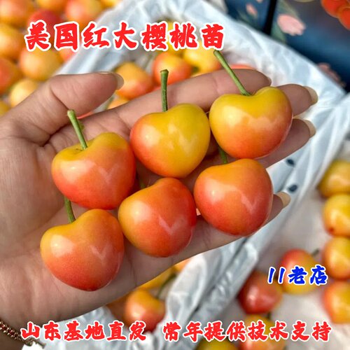 美国大红大樱桃苗嫁接金车厘子树苗大果脆甜樱桃树苖南方北方种植