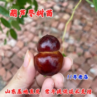 葫芦枣苗嫁接枣树活苗冰糖甜枣苗圆冬枣子树苗盆栽地栽当年结果苗