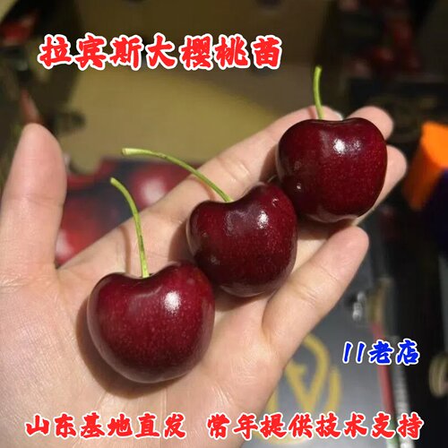 授粉专用樱桃树苖嫁接拉宾斯大樱桃苗授粉树车厘子树苗南北方种植