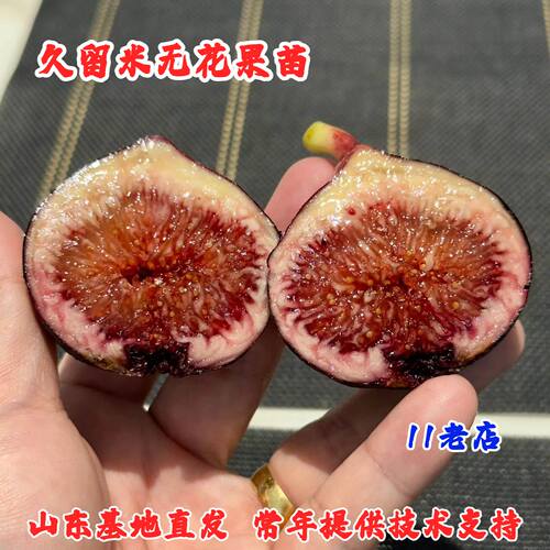 久留米无花果树苗矮化盆栽紫色红心高甜北方南方种植地栽当年结果