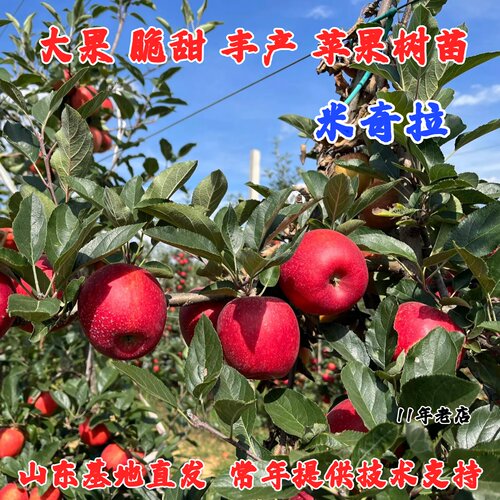 苹果树苗嫁接米奇拉苹果树苗中熟脆甜多汁苹果苗庭院盆栽地栽种植