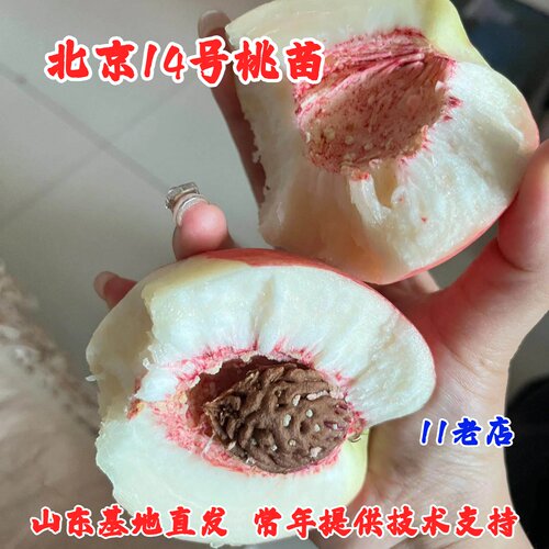 桃树果苗平谷大桃苗脆甜离核北京14号桃树苗京玉早玉早十四号桃苗