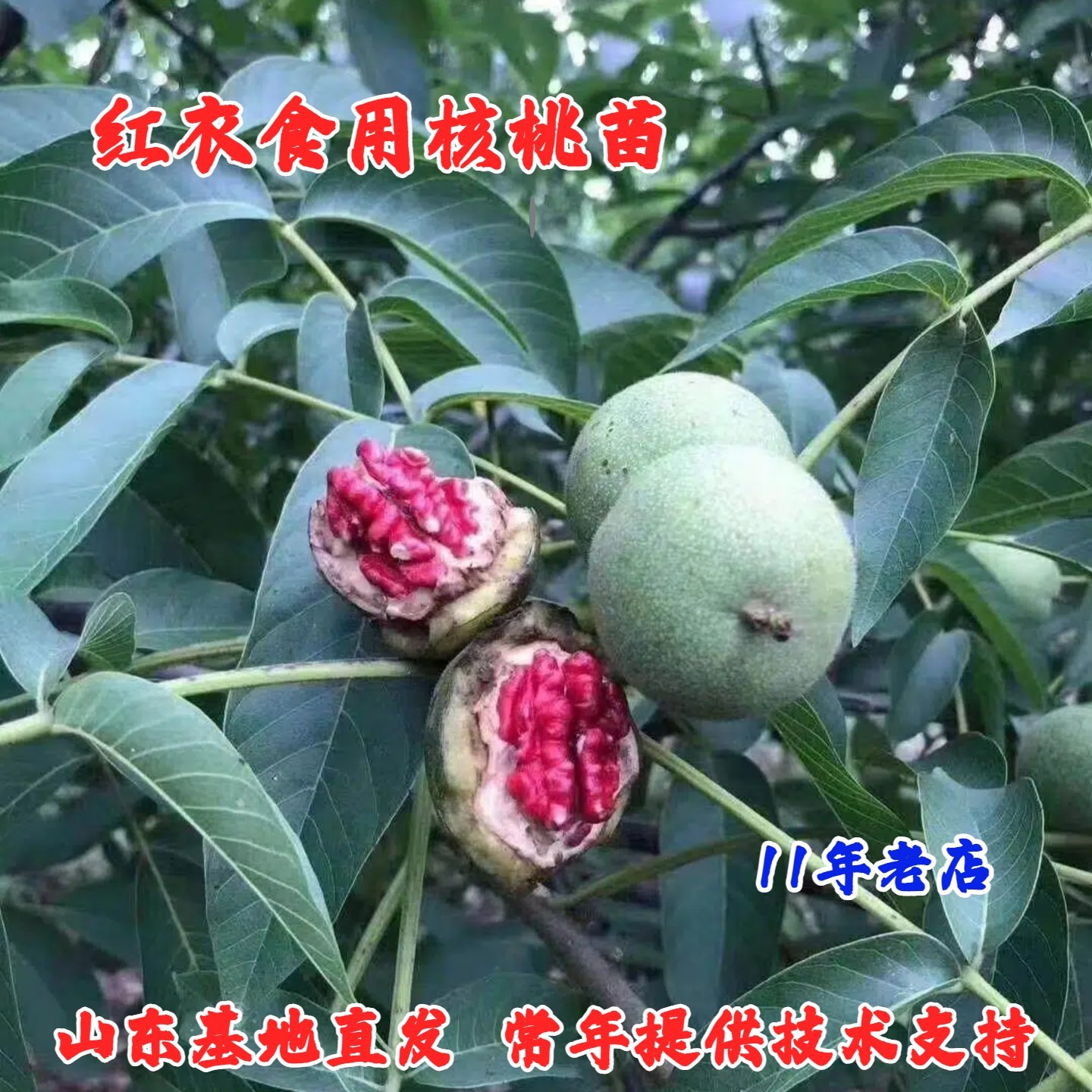 嫁接纸皮薄壳核桃树果苗红衣核桃树苗红仁紫京核桃苗南方北方种植