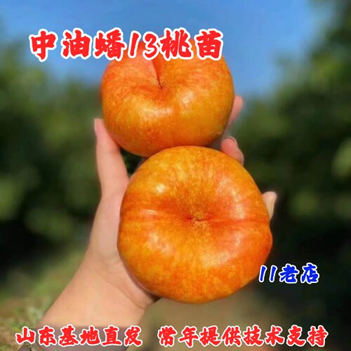 嫁接特大脆甜早熟黄金油蟠桃树苗中油蟠13号油蟠桃苗庭院盆栽桃子