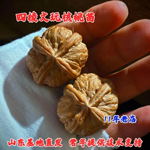 文玩核桃树苗小四棱小手捻秋子麻核桃苗苹果园南北方种植盆栽地栽