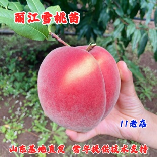 嫁接晚熟冬桃树苗丽江雪桃苗特大王桃脆甜冬雪蜜桃树苗南北方种植