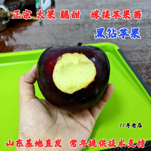 网红黑卡苹果树苗盆栽地栽特大脆甜冰糖心黑钻苹果苗南方北方种植