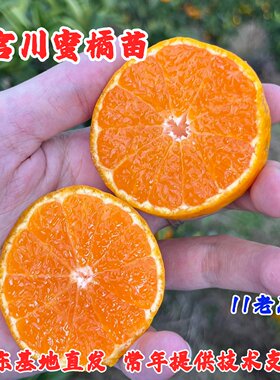 临海涌泉蜜桔树苗早熟宫川蜜橘苗盆栽地栽无核柑橘果树苗当年结果