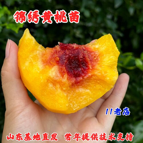 锦绣黄桃树苗嫁接锦香黄桃苗特大脆甜锦硕桃树晚熟离核锦花果树苗
