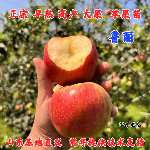 7月成熟鲁丽苹果树苗矮化盆栽庭院嫁接山东早熟苹果苗南北方种植