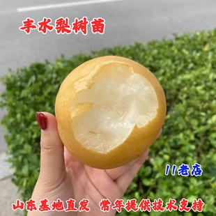嫁接梨树果苗特大脆甜丰水梨树苗秋月梨苗盆栽庭院地栽南北方种植