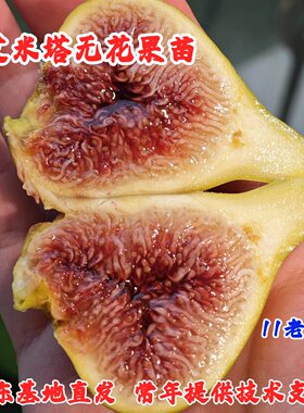 艾米塔无花果苗
