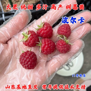 双季无刺波尔卡红树莓苗盆栽地栽爬藤纯甜覆盆子树苗南方北方种植