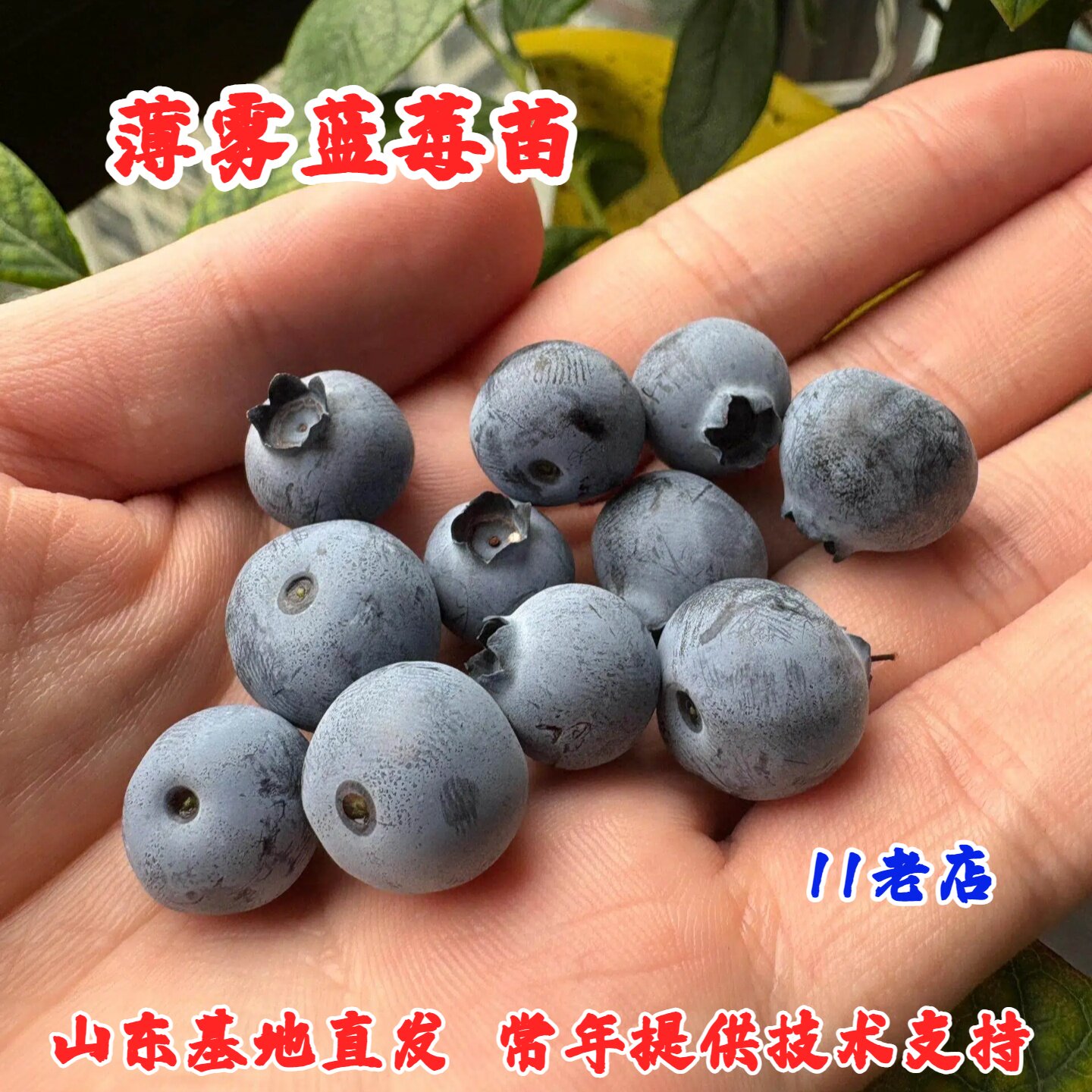 薄雾蓝莓树果苗南高丛蓝莓树苗阳蓝莓盆栽