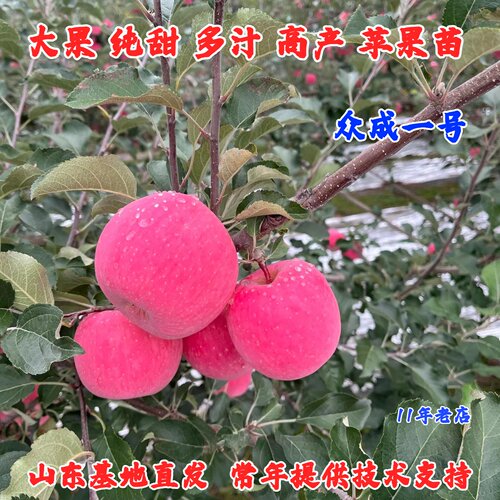 嫁接烟台脆甜红富士苹果苗矮化短枝全红众成一号苹果苗南北方种植