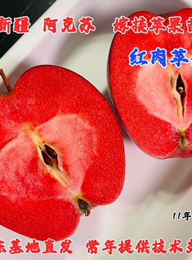 抗冻新疆阿克苏冰糖心红肉苹果苗矮化盆栽地耐寒红色挚爱苹果树苗