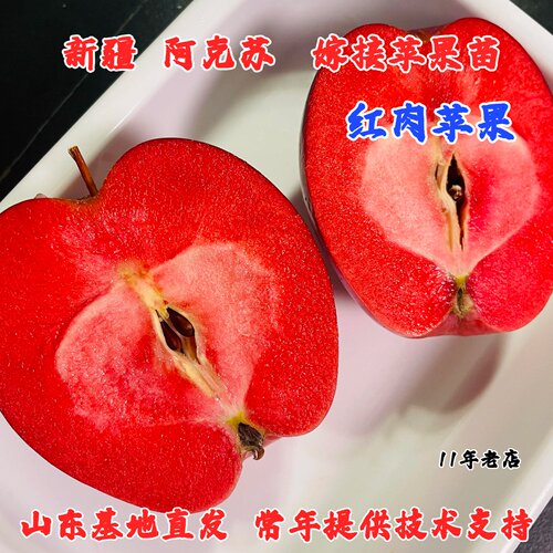 抗冻新疆阿克苏冰糖心红肉苹果苗矮化盆栽地耐寒红色挚爱苹果树苗