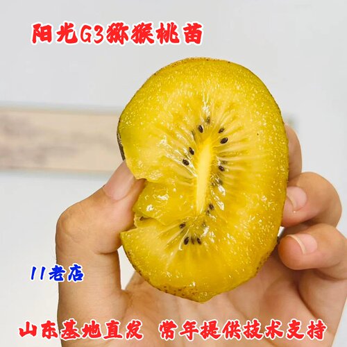 新西兰佳沛阳光金果g3猕猴桃树苗爬藤奇异果黄心猕猴桃苗当年结果